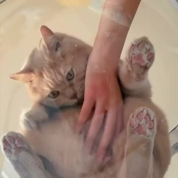 Big boned cat 🤣😂🤣🤣