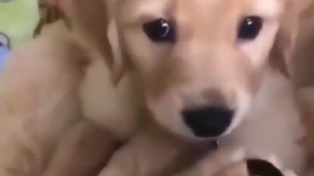 Funny dog videos