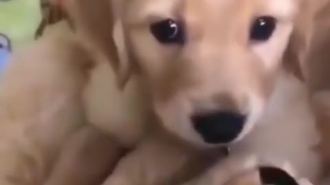 Funny dog videos