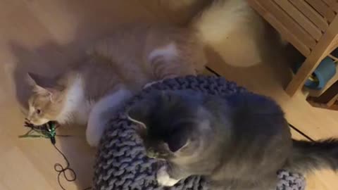 Cat Spins Other Cat Around on Round Pillow