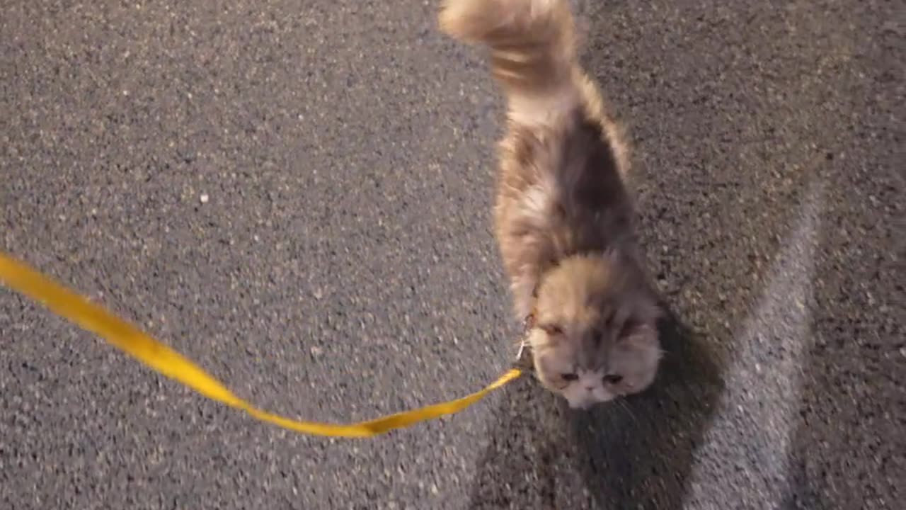 I will follow you the first time you go out! ! ! #walkingcat# so cute 💥 #吃猫#raisecat#cutepet