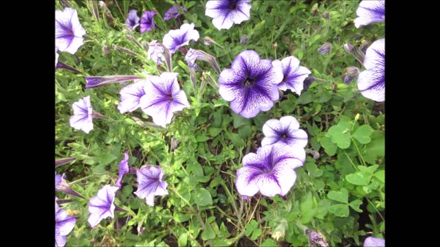 Positive Concepts of Hope Petunia August 4, 2021