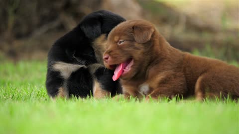 Cute puppies playing in the Green Park