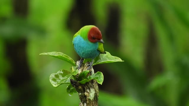 nature-bird-yard-colombia