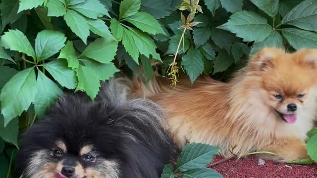 Dogs on the Leaves of a Plant