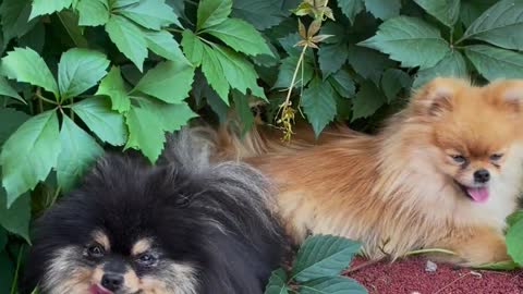 Dogs on the Leaves of a Plant