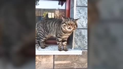 These cats are SPEAKING! Must watch!