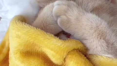 Cat funny #video #