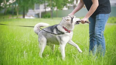 man-owner-walking-and-playing-with-his-dogs-irish-setter-and-husky-slow-moti