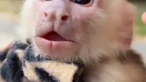 Cute baby monkey video🐒monkey