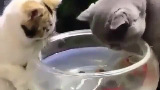 cat catching fish