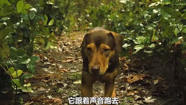 Stray dog ​​adopts kitten and grows up to become king of forest cougar1