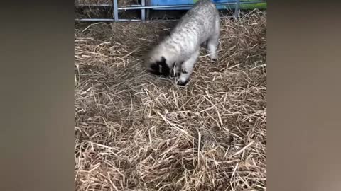 Awww cute little 🐑 is so active and happy for their SURPRISE.