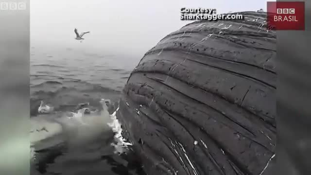 Shark eating the remains of a whale from another angle.