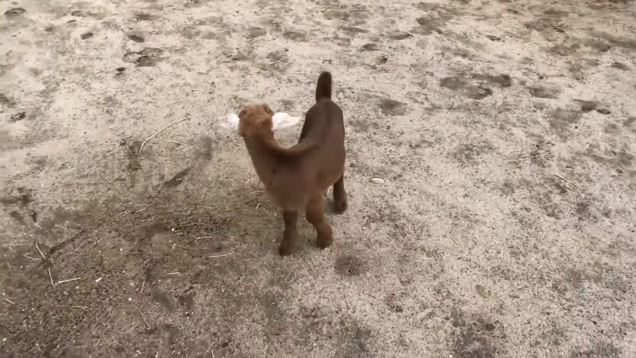 Goat jumping happily with his mother