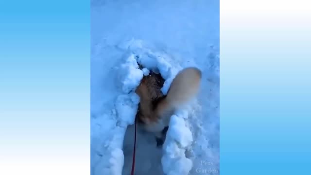 This Husky Dog thinks he is a snow shovel