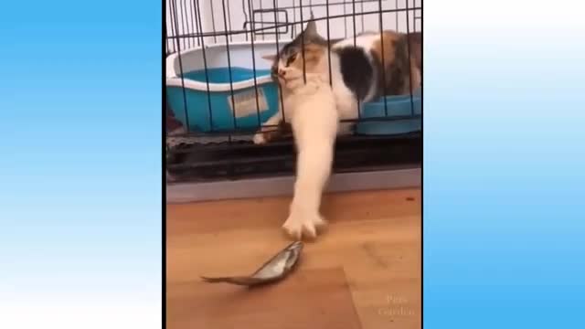 Cat wanting the fish😁