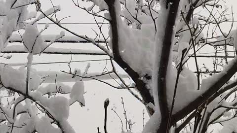 Snowfall in slow motion