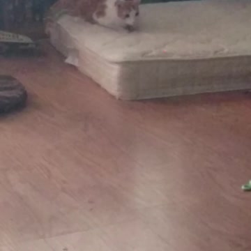 Squeeks and "the red bug"