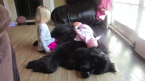 Relaxed dog entertains toddler