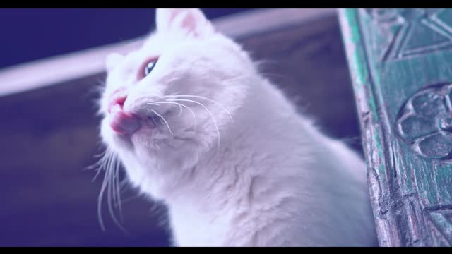 Cute Expression of Cute cat walking in the Book Shelves