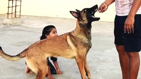 Dog training