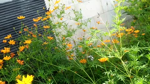 I found butterfly in front of my office.