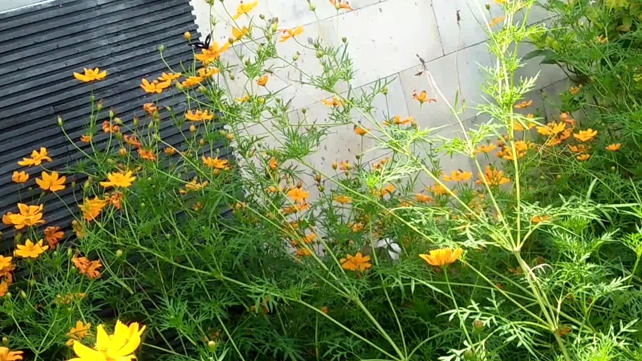 I found butterfly in front of my office.