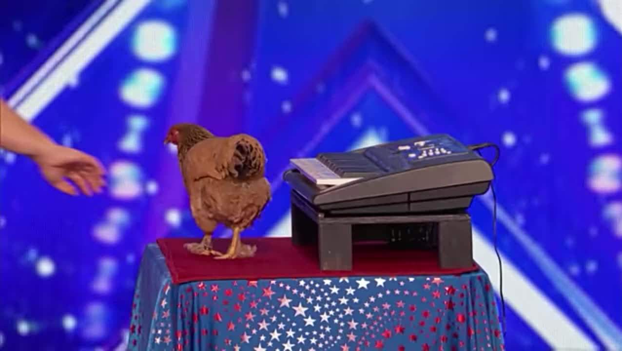 Amazing Chicken Playing Piano