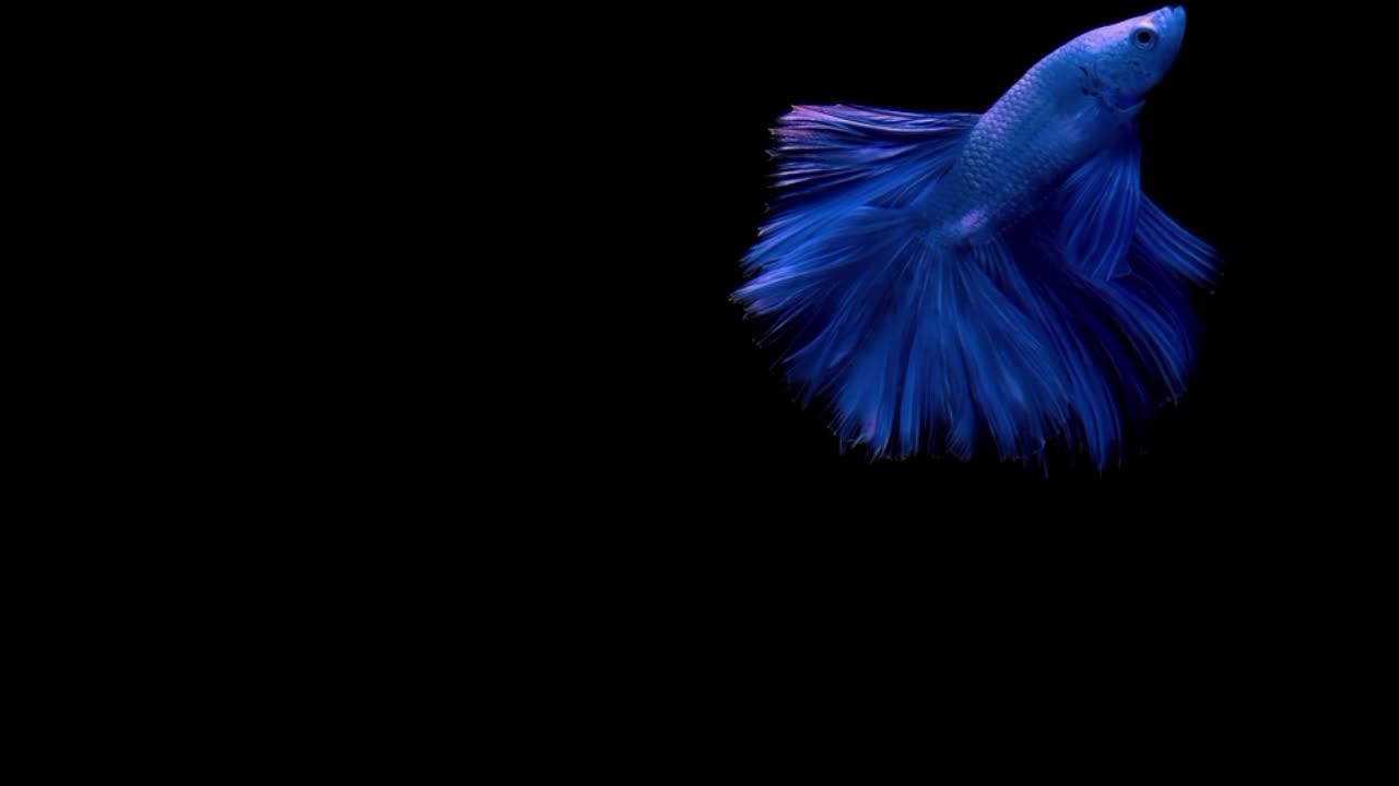 The beauty of betta fish