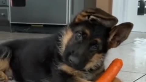 Sweet DOG and beti nice.Dog Best short video
