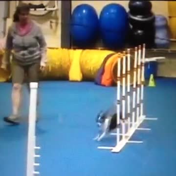 Scraps and Rags the Dogs Quick Cut Agility