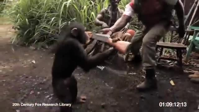 Monkey and soldiers