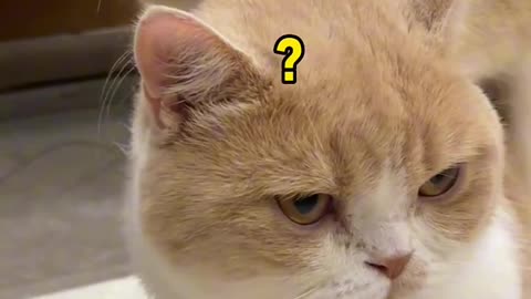 My male cat fell in love with another male cat