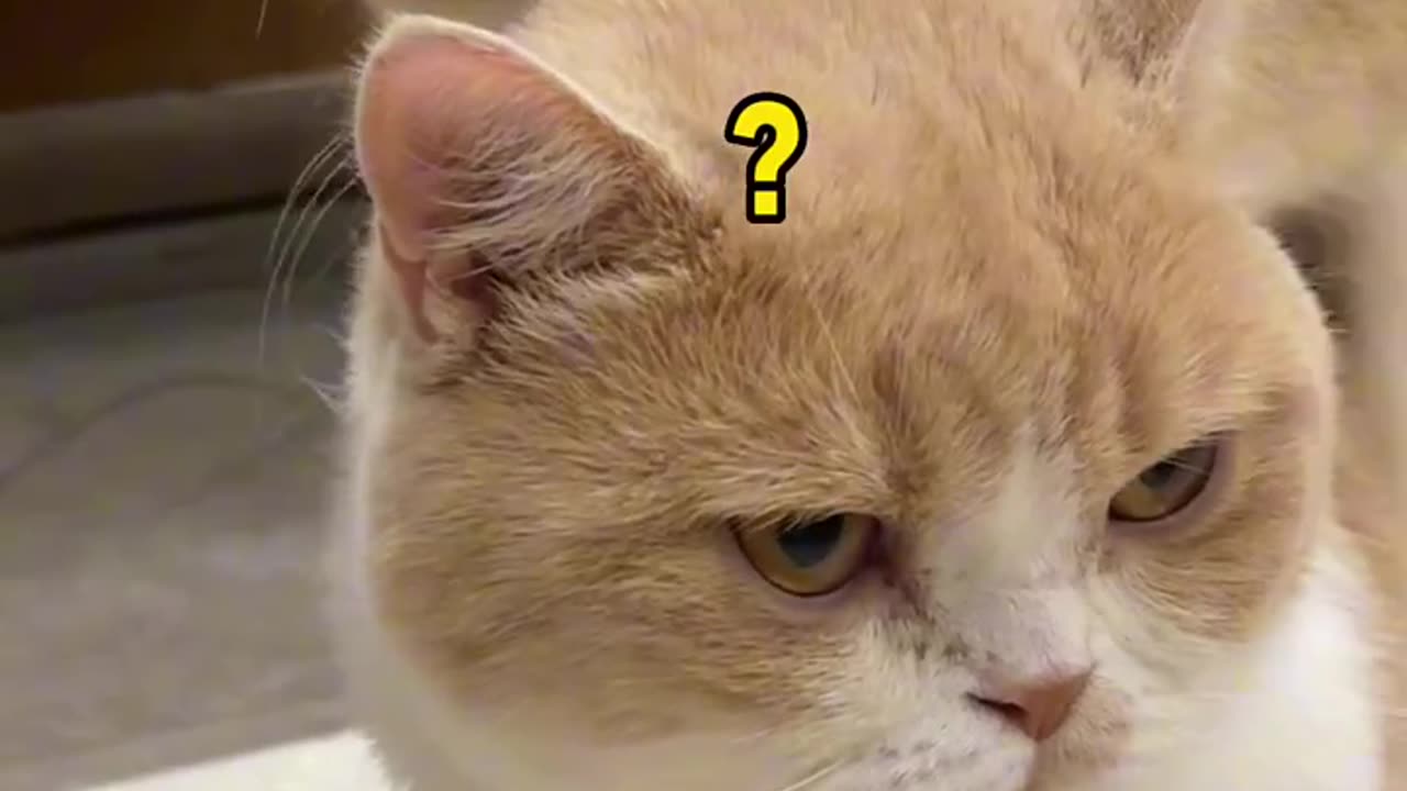 My male cat fell in love with another male cat