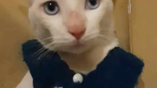 cat posing for picture