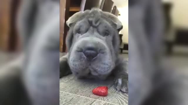 Strawberry is sour, so troublesome for Shar Pei