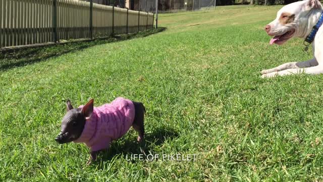 Rescued Mini Piglet plays at the dog park - Melts hearts!