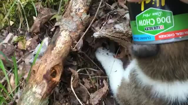 Puppy Rescued From Food Can Predicament