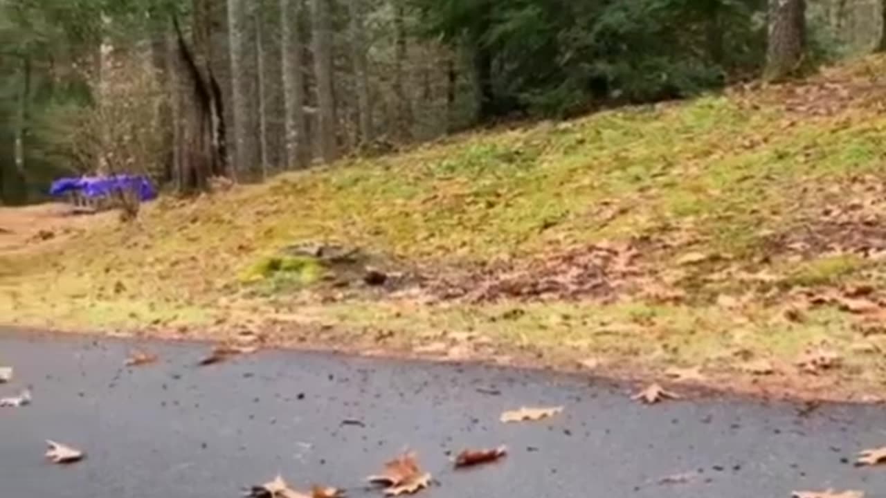 Try not to laugh