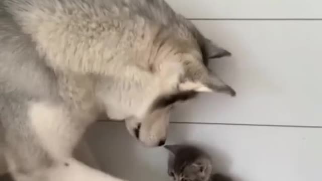 DOG TO KITTEN-YOU WILL BE MY CHILD