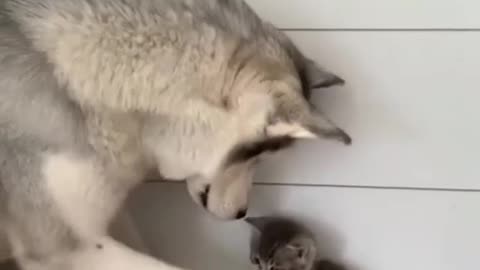 DOG TO KITTEN-YOU WILL BE MY CHILD