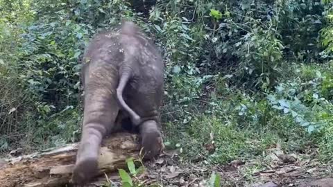 Baby elephant rolling on the ground