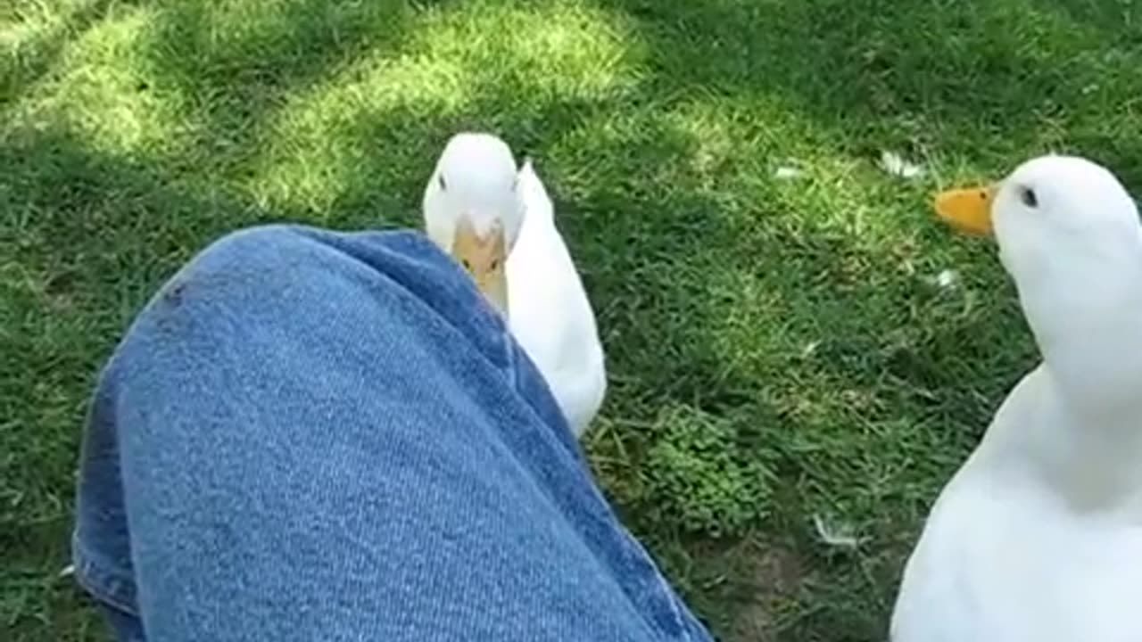 Funny Ducks