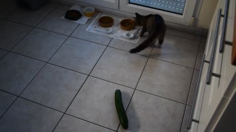 CHAT VS CONCOMBRE