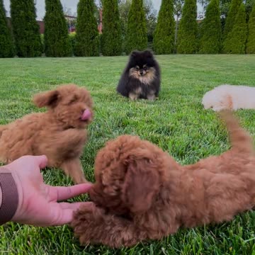 Person Playing with Dogs