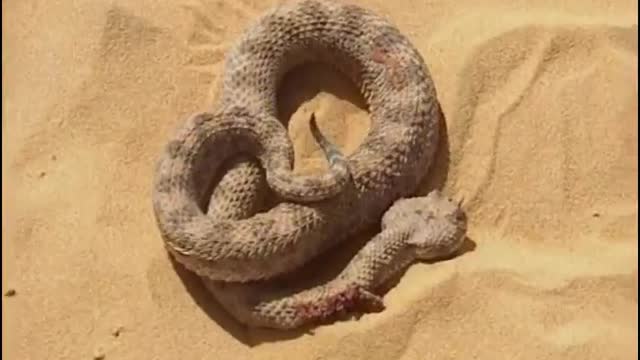 Sand Cat vs Desert Snake