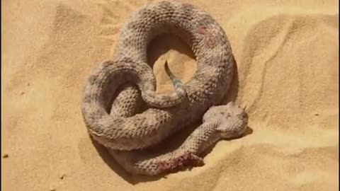 Sand Cat vs Desert Snake