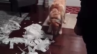 Guilty labrador