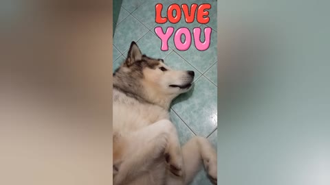 Super malamute